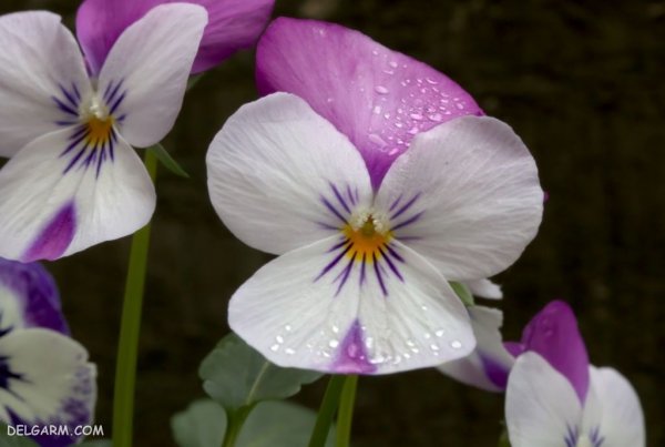 عکس گل بنفشه برای پروفایل