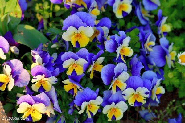  عکس گل بنفشه برای پروفایل