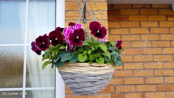  عکس گل بنفشه برای پروفایل