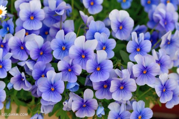  عکس گل بنفشه برای پروفایل