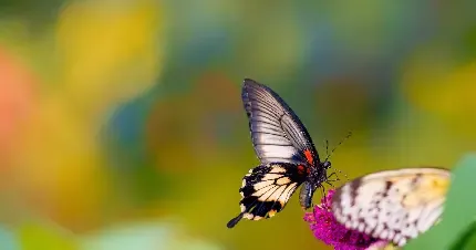  عکس گل بنفشه وحشی