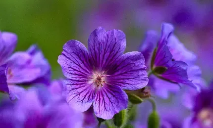  عکس گل بنفشه وحشی