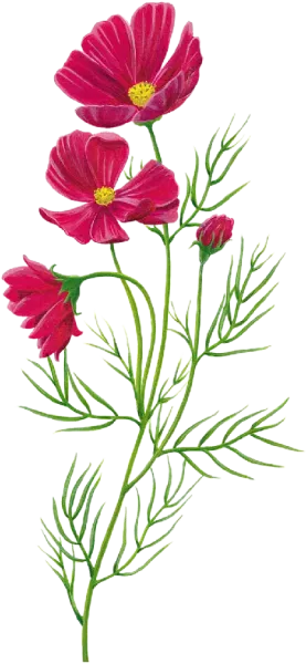  عکس گل بنفشه وحشی