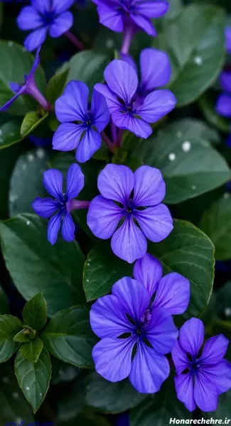  عکس گل بنفشه برای بک گراند