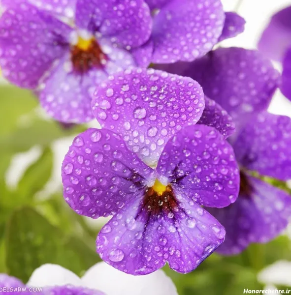  عکس گل بنفشه برای بک گراند