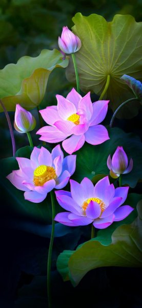  بک گراند گل بنفشه