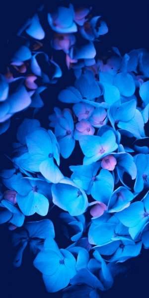  عکس گل بنفشه برای والپیپر