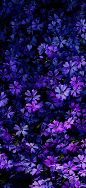  عکس گل بنفشه برای والپیپر