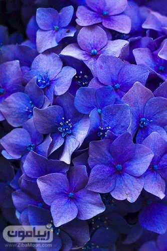  عکس گل بنفشه برای تصویر زمینه