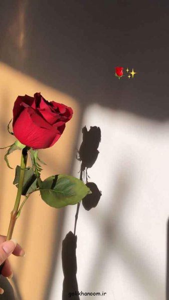  عکس پروفایل گل