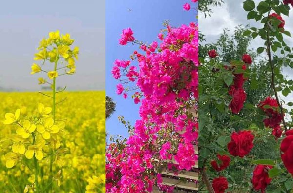  عکس پروفایل گل