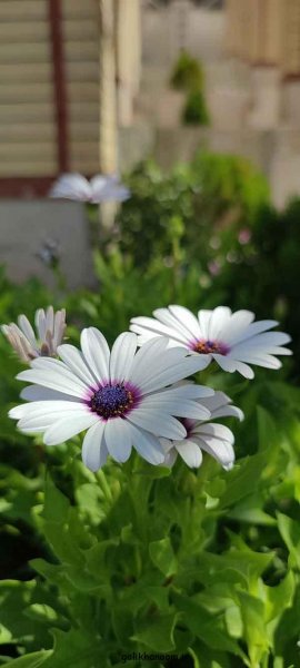  عکس پروفایل گل