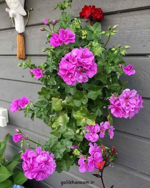 عکس پروفایل گل و طبیعت