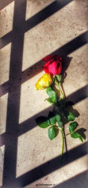 عکس پروفایل گل و طبیعت