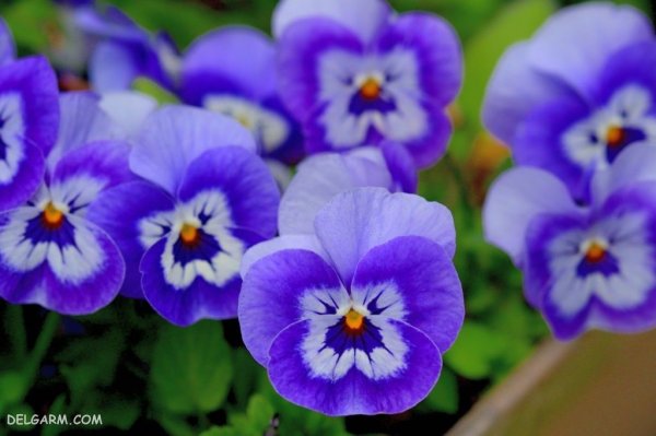  عکس استوری گل بنفشه