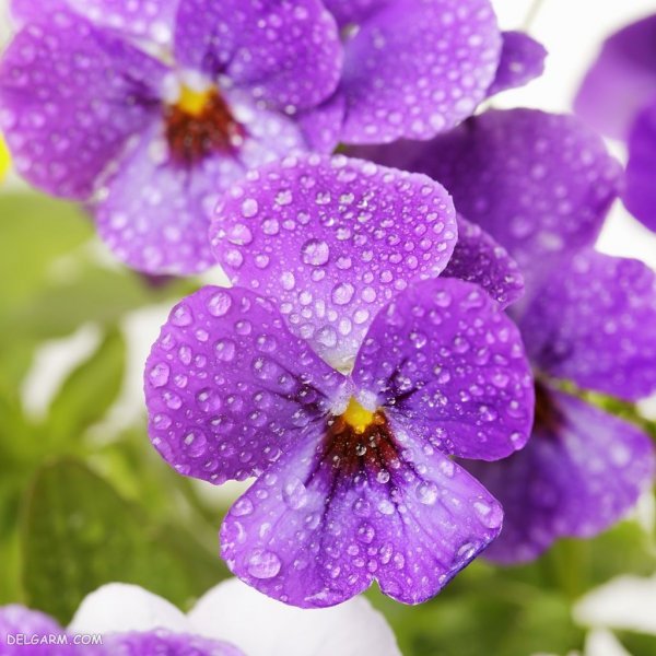  عکس استوری گل بنفشه