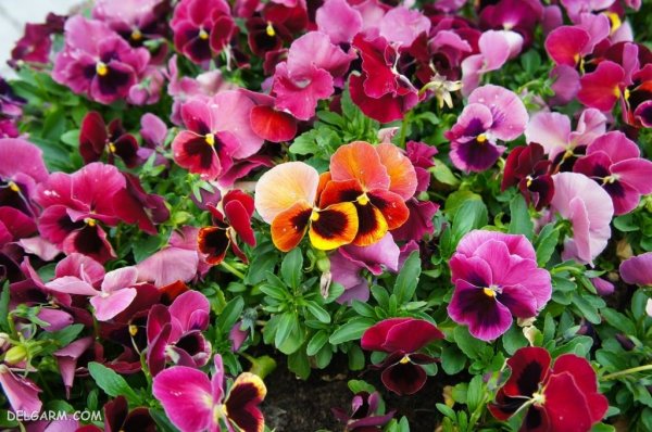  عکس استوری گل بنفشه