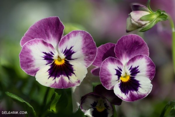  عکس استوری گل بنفشه