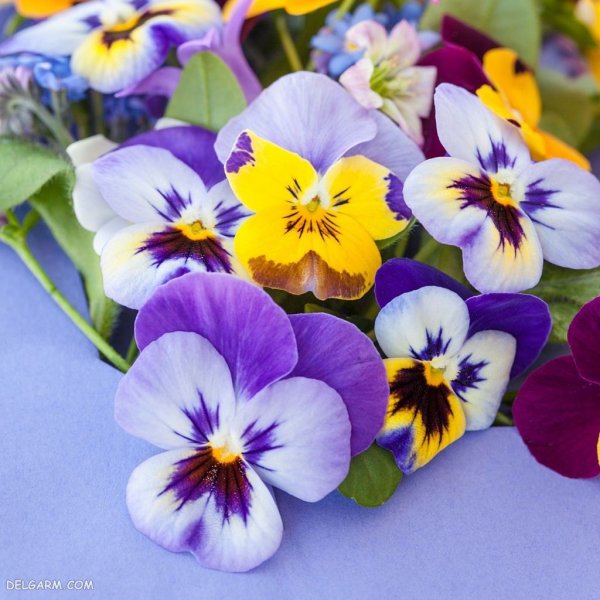  عکس استوری گل بنفشه