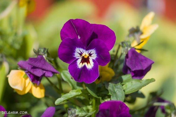  عکس استوری گل بنفشه