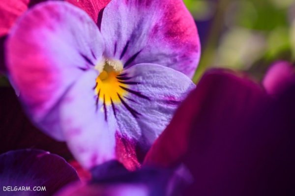  عکس استوری گل بنفشه