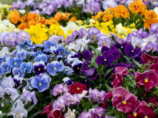  عکس استوری گل بنفشه