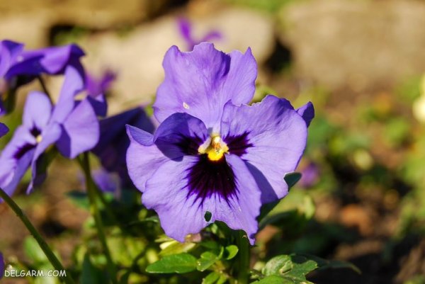  عکس استوری گل بنفشه