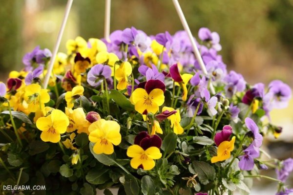  عکس استوری گل بنفشه