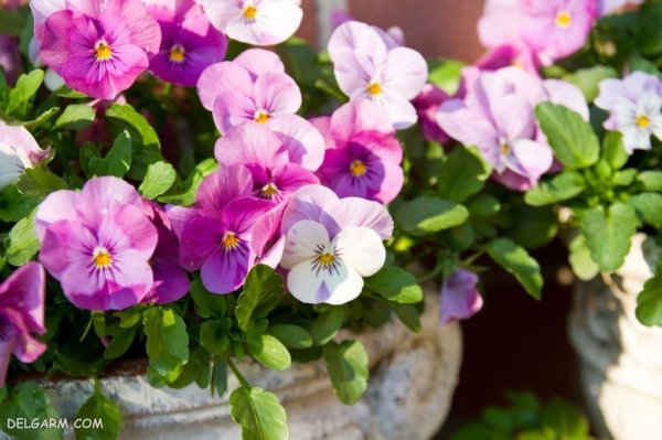  عکس استوری گل بنفشه