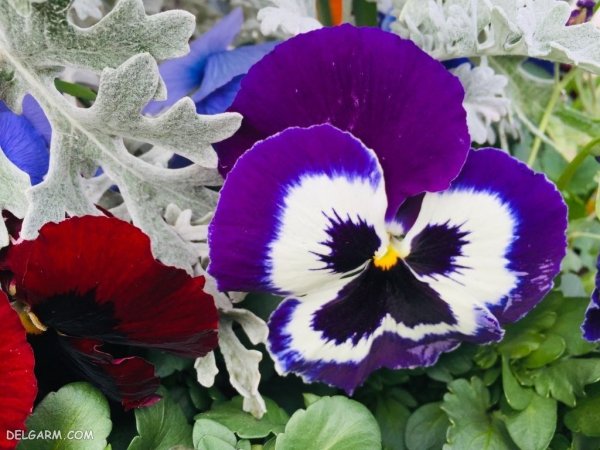  عکس استوری گل بنفشه