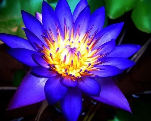 عکس زیباترین گل جهان واقعی برای پروفایل