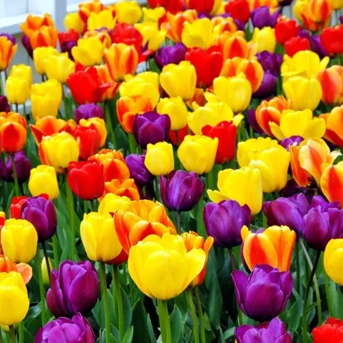 عکس زیباترین گل جهان واقعی برای پروفایل