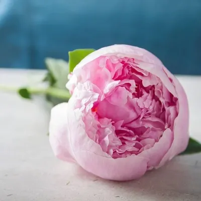 عکس زیباترین گل جهان واقعی برای پروفایل