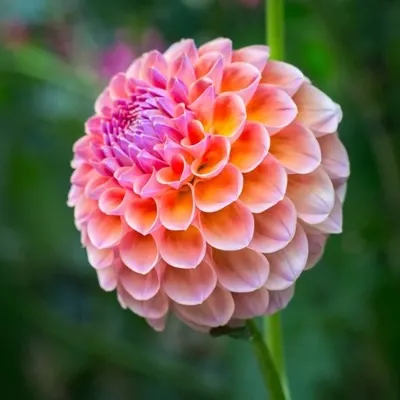 زیباترین گل جهان برای پروفایل