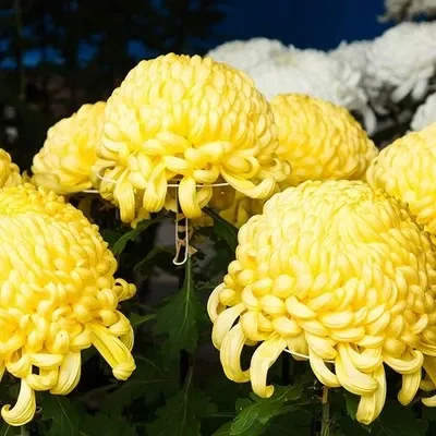 زیباترین گل جهان برای پروفایل