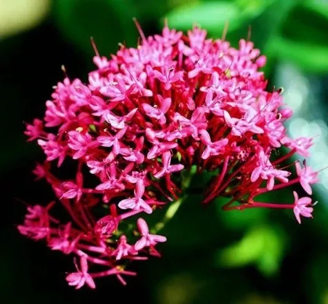 زیباترین گل جهان برای پروفایل