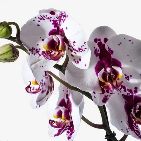 زیباترین گل جهان برای پروفایل