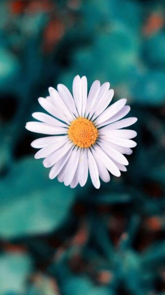  عکس گل برای پروفایل