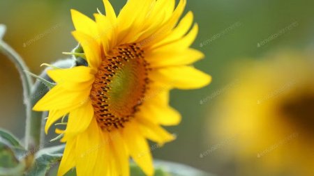 عـکس گل های بسیار زیبا با کیفیت بالا