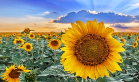  عـکس گل های بسیار زیبا با کیفیت بالا