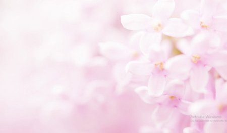  عـکس گل های بسیار زیبا با کیفیت بالا