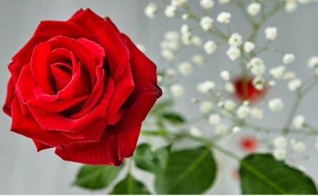  عـکس گل های بسیار زیبا با کیفیت بالا