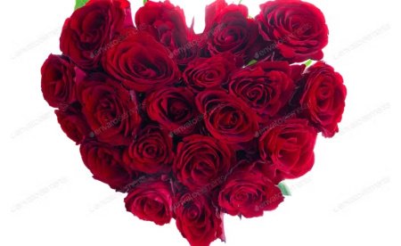  عـکس گل های بسیار زیبا با کیفیت بالا