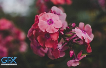  عـکس گل های بسیار زیبا با کیفیت بالا