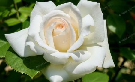  عـکس گل های بسیار زیبا با کیفیت بالا