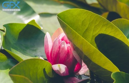  عـکس گل های بسیار زیبا با کیفیت بالا