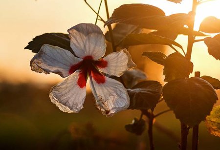  عـکس گل های بسیار زیبا با کیفیت بالا