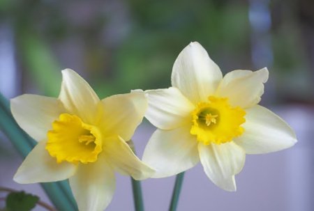  عـکس گل های بسیار زیبا با کیفیت بالا