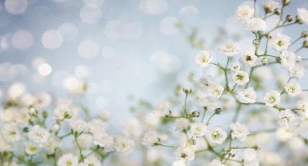  عـکس گل های بسیار زیبا با کیفیت بالا