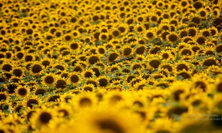  عـکس گل های بسیار زیبا با کیفیت بالا